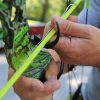 Muzzy Iron Fiberglass Bowfishing Arrow with 2-Barb Fish Point Chartreuse 32" - Image 4