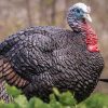 Primos Lil Gobstopper Jake Turkey Decoy - Image 3